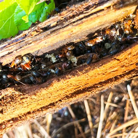 Do Carpenter Ants Take Bait Back To The Nest at Kiara Whitworth blog