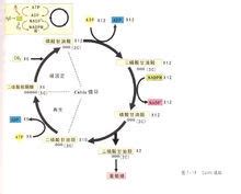 新陈代谢的作用是什么-_补肾参考网