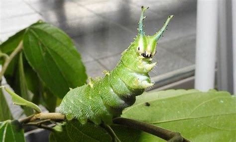 10 Japanese emperor caterpillars ideas | beautiful bugs, cool bugs ...