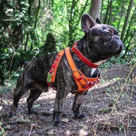 Best harnesses for french bulldogs – Artofit