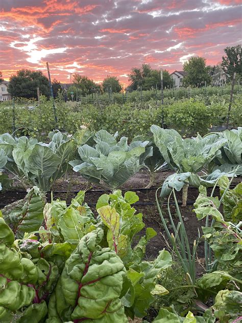 Home — grassrootsfarmers.org