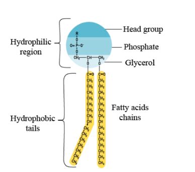 Cytoplasm and Cell Membrane - Definition, Characteristics & Explanation ...