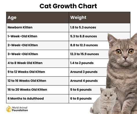 Growth Chart Of Cats at Brianna Gellatly blog