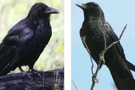 Difference Between Crow And Raven