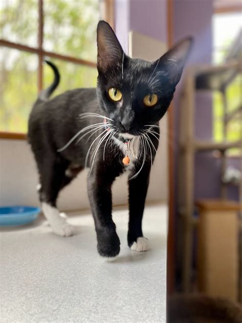 Adoptables - Ann Arbor Cat Clinic