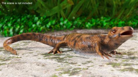 3D Iberian Ribbed Newt Rigged - TurboSquid 2143556