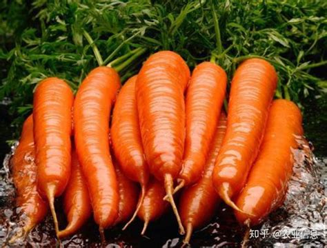胡萝卜的历史起源及繁多的品种_栽培