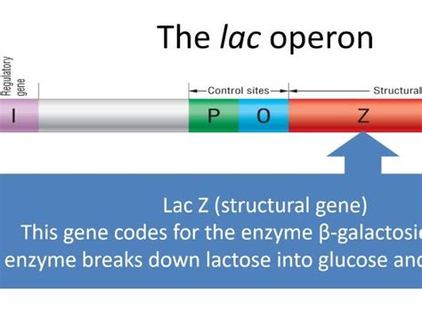 Image result for Lac Operon Table