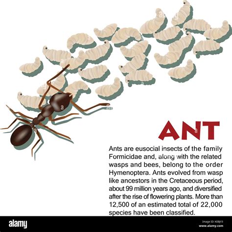 Real ant insect illustration life cycle Stock Vector Image & Art - Alamy
