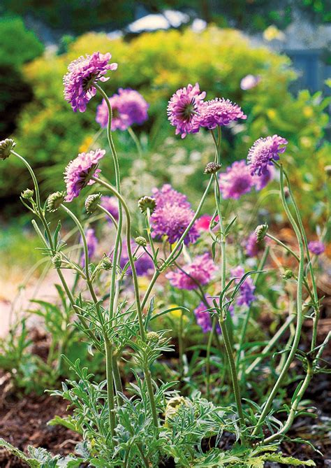 Purple Perennial Flowers