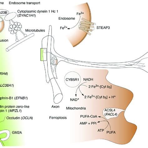 Dynamic Cellular Localization Chart 的图像结果