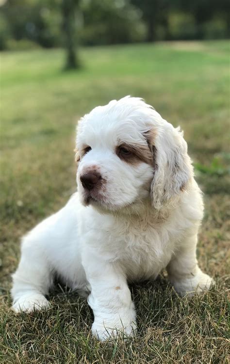 Clumber Spaniel Puppies Breeders