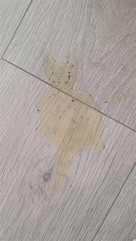 My bad cat peed on the floor and created a self portrait : r ...