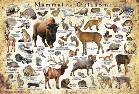 Mammals of Oklahoma Poster Print