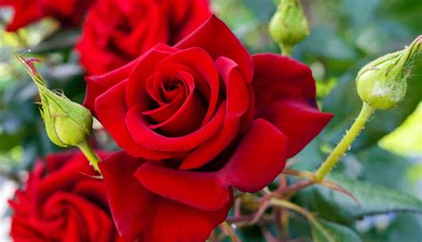 5 DIY Yogurt Face Mask To Get Glowing Skin - lifeberrys.com