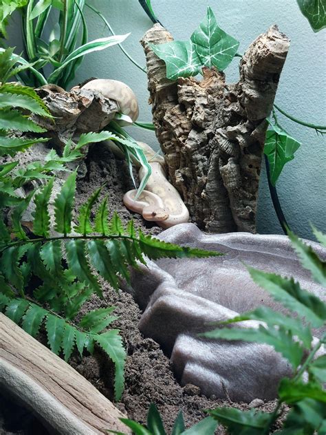 Image result for My First Ball Python