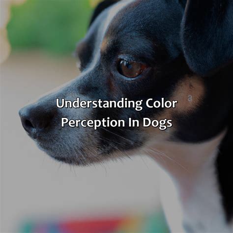 How Dogs See Colors 的图像结果