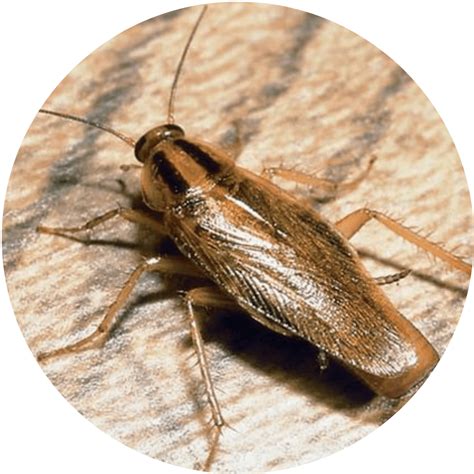 ¿Necesitas fumigar Cucarachas? no busques más - Neoplagas