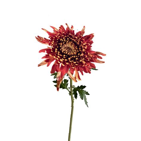 Spider Mum Cocoa | Del Alma Group