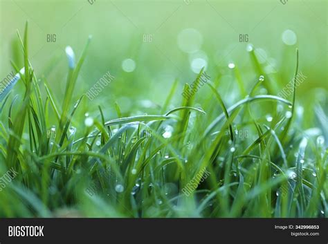 Grass With Dew Backgrounds