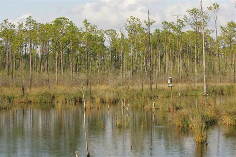 Swamp 的图像结果