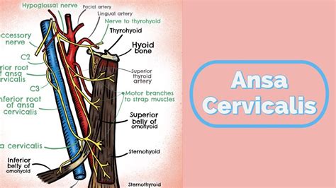 Rezultat imagine pentru ANSA Pre-processor Features