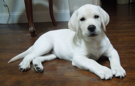 White Labrador Retriever Puppy