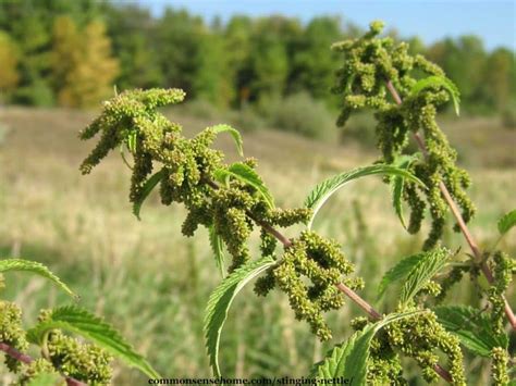 Stinging Nettle Tree 的图像结果