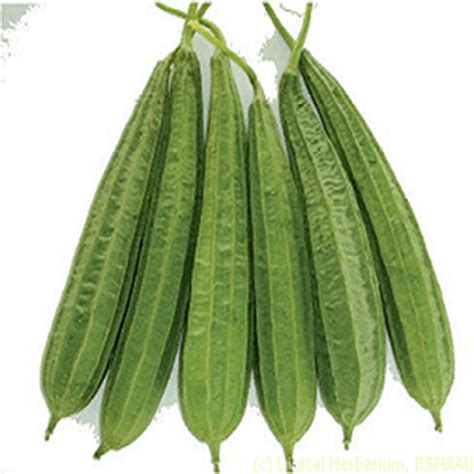 FataFut.in - Vijayawada's First Online Mega Hyper Mart. Beera 500g