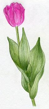 Image result for Colored Pencil Drawings of Tulips