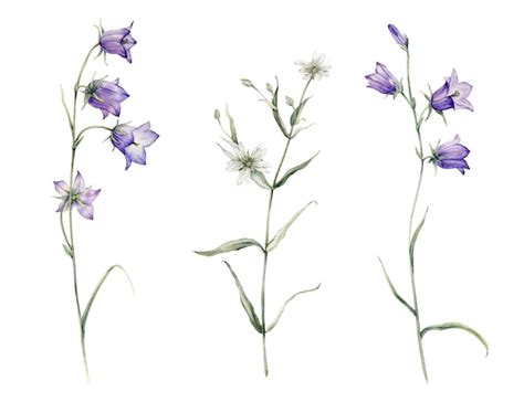 Closeup of blue spreading bellflower flowers campanula patula little ...