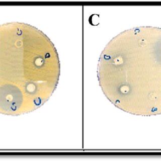 Image result for Well Diffusion Method
