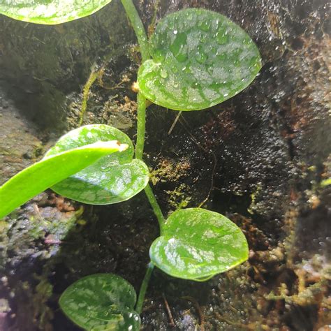 モンステラ・デュビア Monstera dubia | Amazonarium