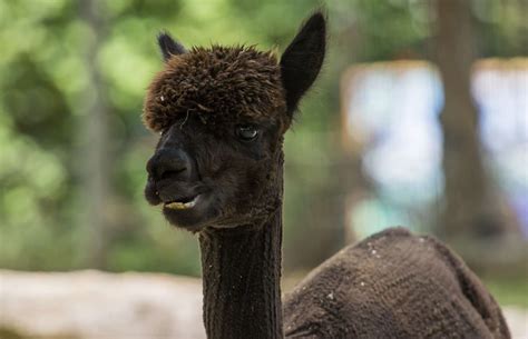 Huacaya Alpaca - Zoo Atlanta
