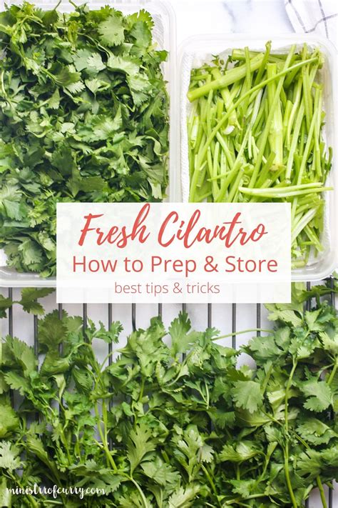 How Do You Keep Fresh Cilantro