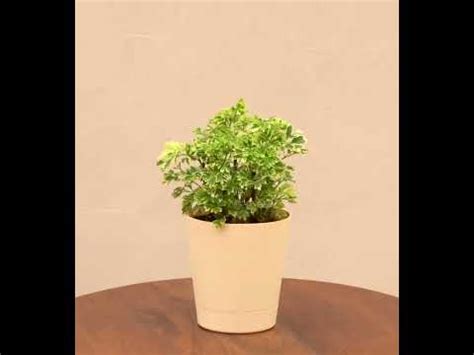 Buy Aralia Variegated Mini Plant | Benefits, Importance & Care – Ugaoo