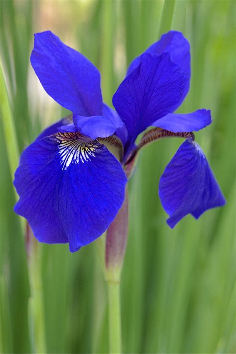 Iris Plant Colors at Elsie Tucker blog