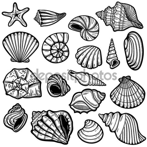 Image result for Sea Shell Line Drawing Blue Print