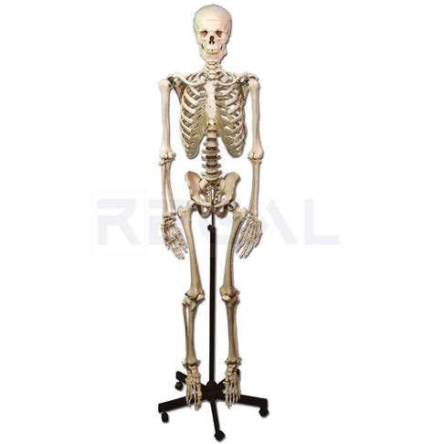 HUMAN SKELETON – Regal Medical
