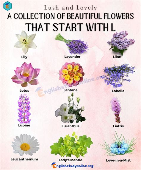 Flowers That Start with L: Learn Vocabulary Starting with Letter L ...