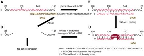 General and Specific Cytotoxicity of Chimeric Antisense ...