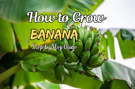 How to Start Banana Tree 的图像结果