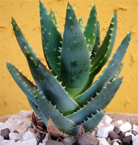 Types Of Aloe Vera Plant - Plant Ideas