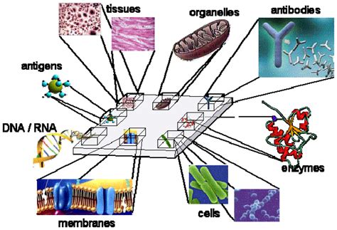 Assembling Amperometric Biosensors for Clinical Diagnostics