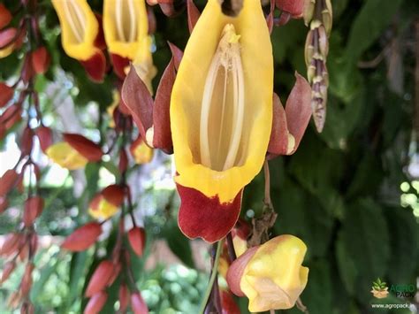 Mysore Trumpet Plant For Sale In India | Online plant nursery