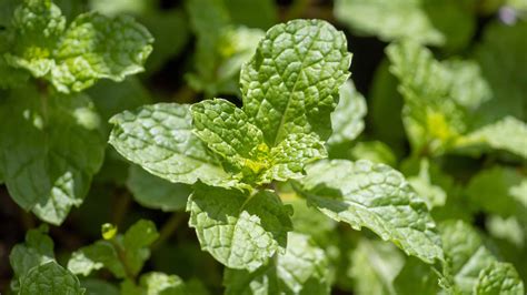 How Often Do You Water a Mint Plant? 7 Critical Tips for Thriving Herbs - A-Z Animals