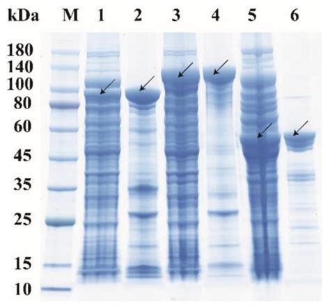 Identification and Characterization of Three Chitinases with Potential ...
