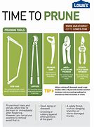 Image result for Tree Pruning Guide