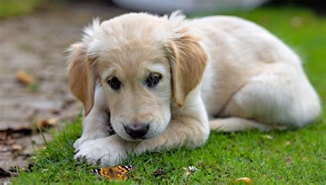 Android Text Message Sound 的图像结果