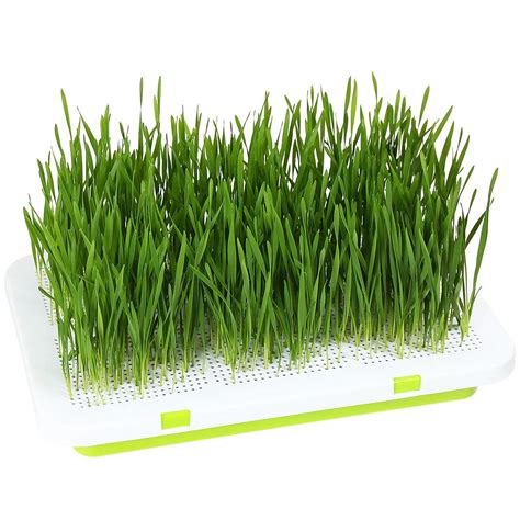 Buy BENPIN Hydroponic Cat Grass er (no Included), Soil Free, Clean, No ...